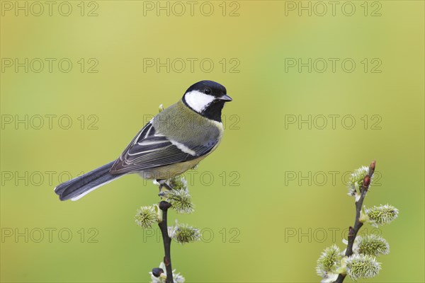 Great tit (Parus major)