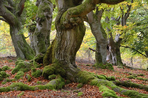 Old hute beeches in autumn