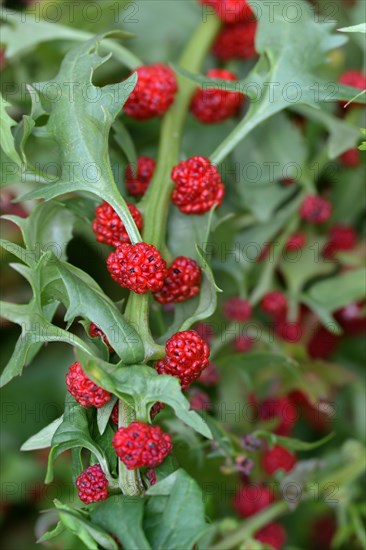 Leafy goosefoot (Blitum virgatum)