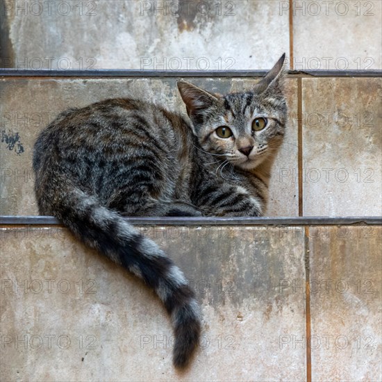 Tigered cat lying on a staircase