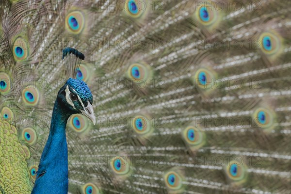 Indian peafowl (Pavo cristatus) adult male bird performing it's display