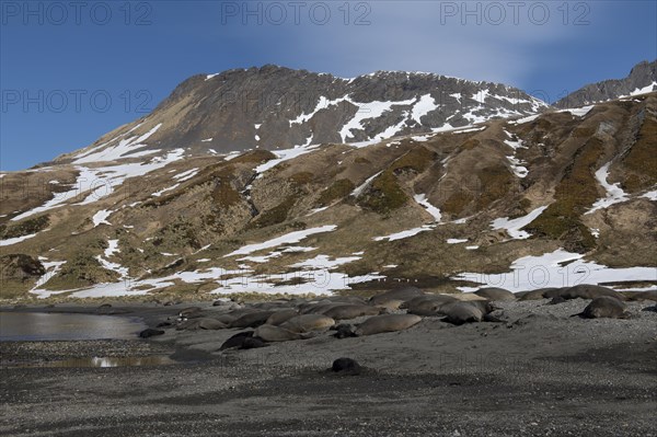 Group of Southern Elephant seals (Mirounga leonina) on a graveled beach