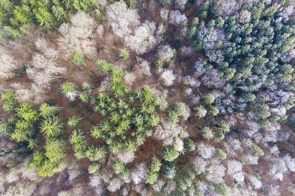 Mixed forest in winter with forest stream from above