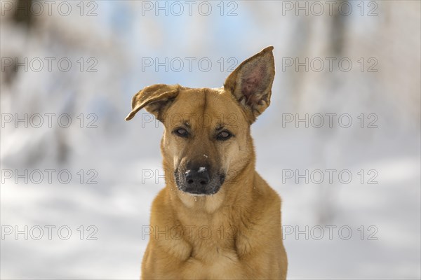 Mixed breed dog