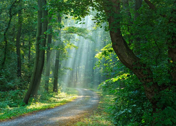 Hiking trail through light-flooded forest