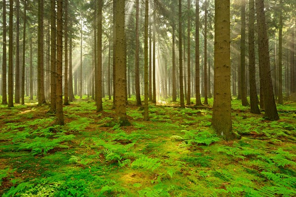 Sun shines through light spruce forest