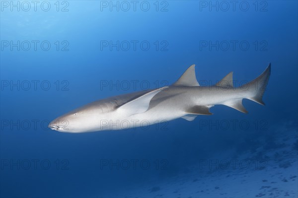 Tawny nurse shark (Nebrius ferrugineus)