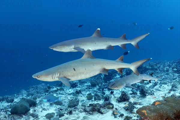 Three Whitetip reef sharks (Triaenodon obesus)