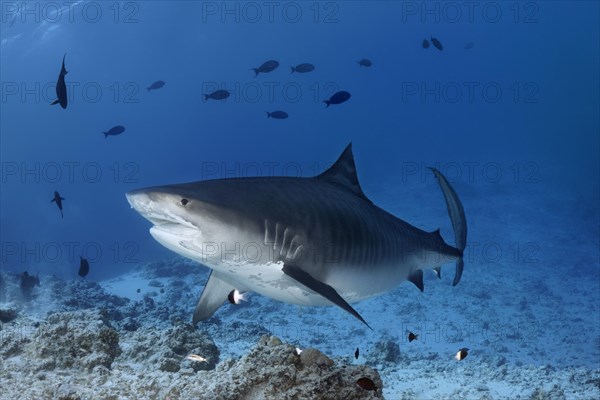 Tiger Shark (Galeocerdo cuvier)