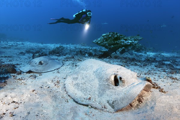 Diver observes two Porcupine rays (Urogymnus asperrimus)