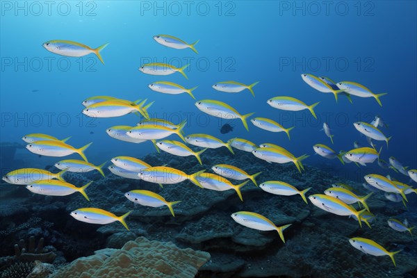 Swarm of Yellow Bridge Fusiliers (Caesio xanthonota)