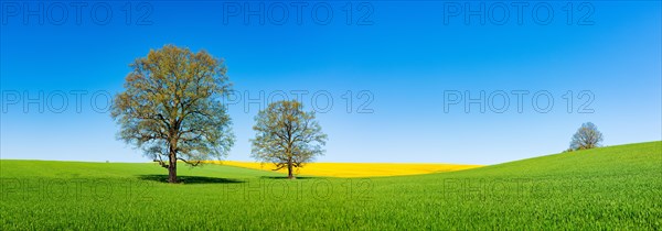 Barleysfield (Hordeum vulgare) with large solitary oaks (Quercus robur) in spring under blue sky