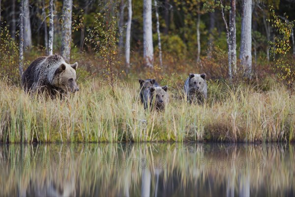 Brown bear (Ursus arctos)