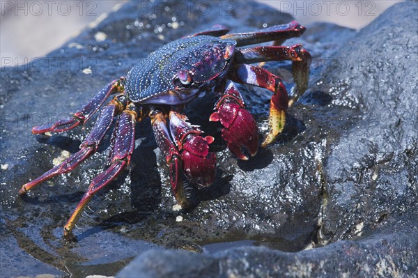 Red rock crab (Grapsus adscensionis)