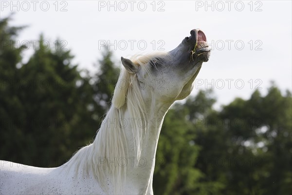 Thoroughbred Arabian grey stallion at Flehmen