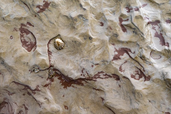 Limpets (Patellidae) in the dry on a stone