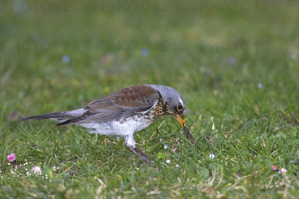 Fieldfare (Turdus pilaris) pulls earthworm from the ground