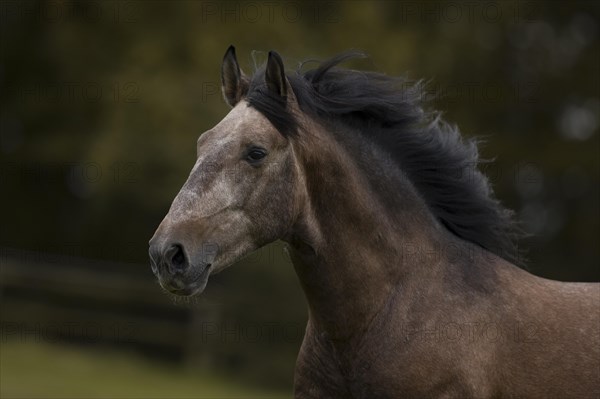 Young P.R.E. stallion in movement portrait