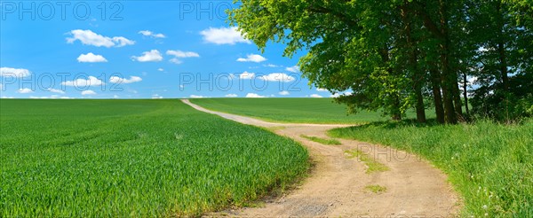 Country lane at the edge of a forest through cultural landscape in spring