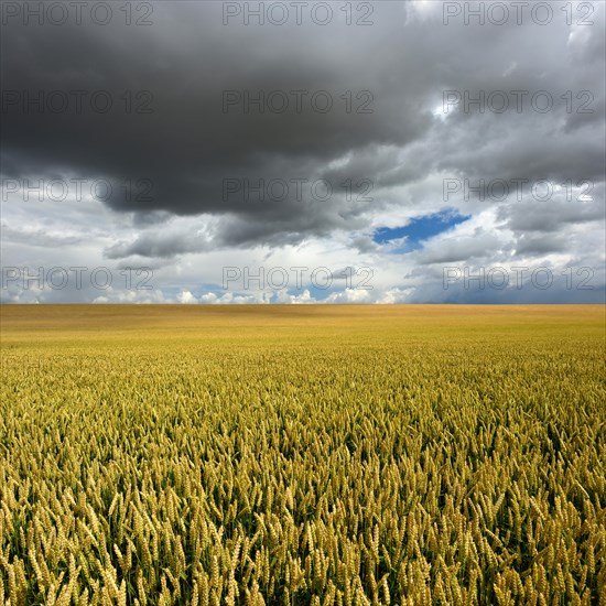 Wheat field under rising dark thunderclouds
