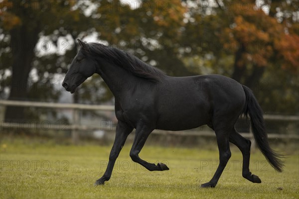 Pura Raza Espanola Black horse trotting over the autumn pasture