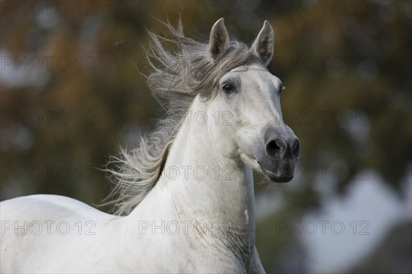 P.R.E. grey stallion in movement portrait on the pasture in autumn