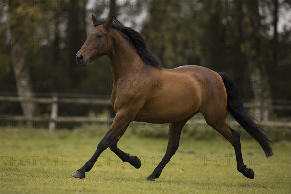 Brown P.R.E. gelding trotting over the pasture in autumn