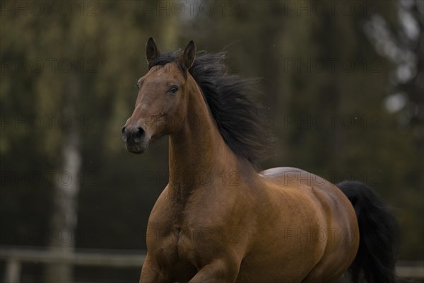 Brown P.R.E gelding in autumn