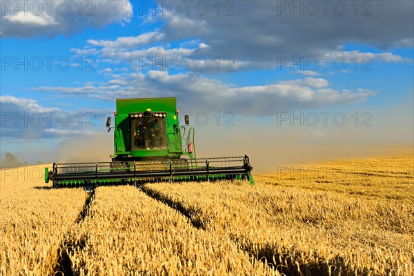 Combine harvester in a cornfield harvesting barley