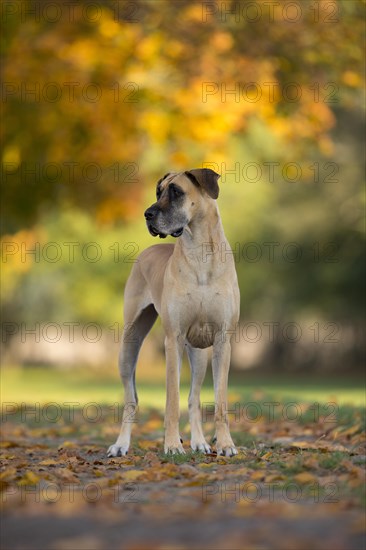 Great Dane in autumn