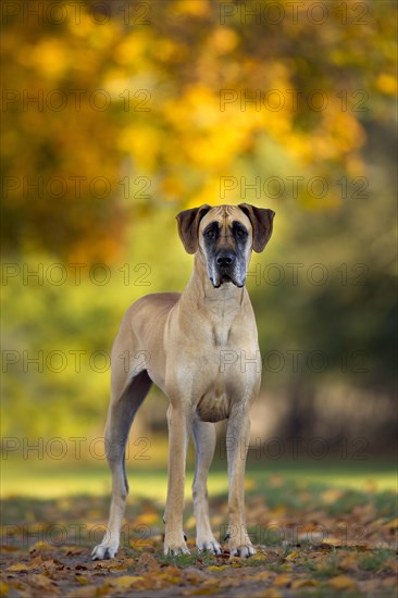 Great Dane in autumn