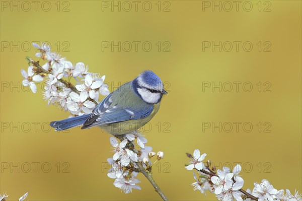 Blue tit (Parus caeruleus)