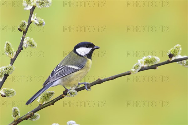 Great tit (Parus major)