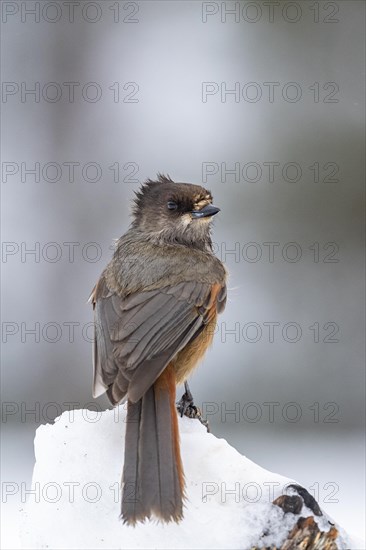 Siberian jay (Perisoreus infaustus) sitting on snowy branch