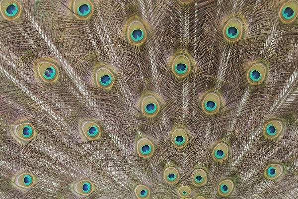 Indian peafowl (Pavo cristatus) adult male bird tail feather during it's display