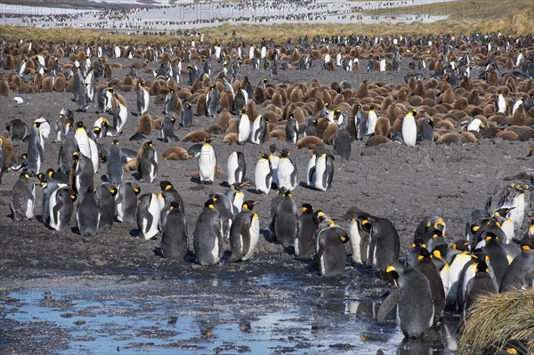 King Penguin Colony (Aptenodytes patagonicus)