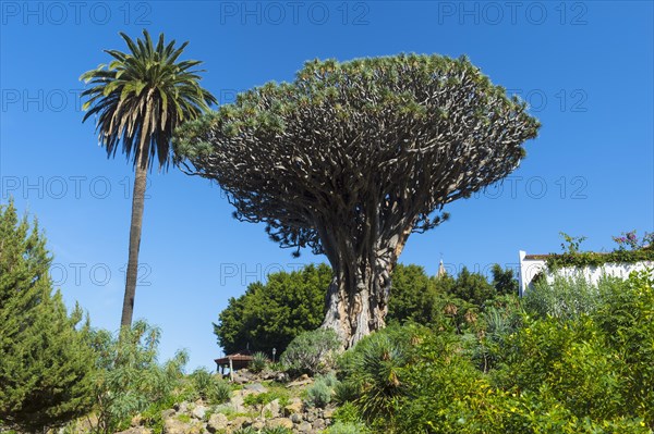 Millennial Dragon Tree (Dracaena draco)