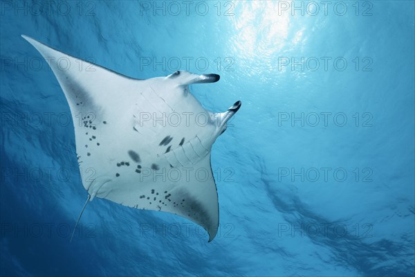 Reef manta ray (Manta alfredi) from below