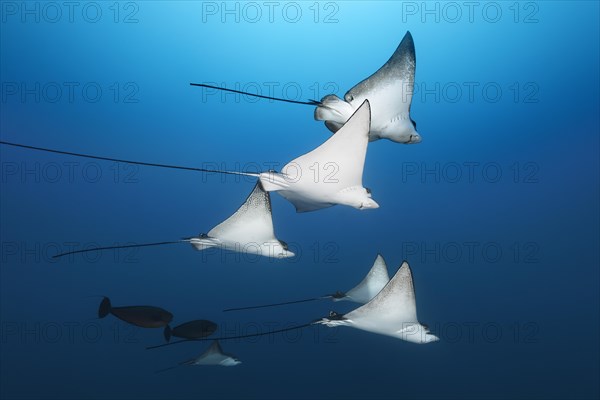 Swarm Spotted eagle rays (Aetobatus narinari)