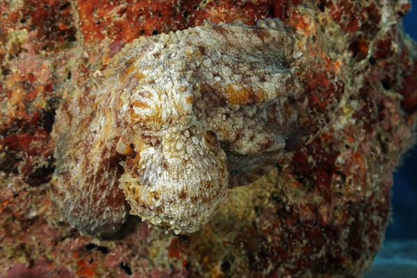 Common Octopus (Octopus vulgaris) sits perfectly camouflaged on coral block