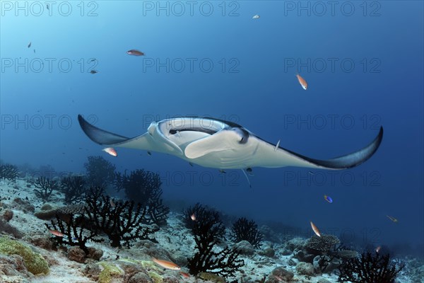 Reef manta ray (Manta alfredi) swims over coral reef Indian Ocean