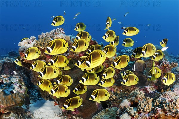 Swarm Raccoon butterflyfishes (Chaetodon lunula)