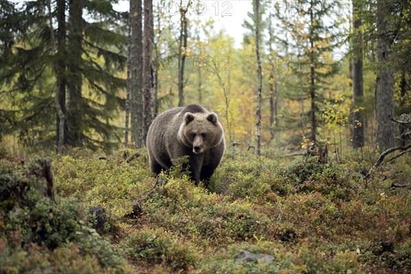 Brown bear (Ursus arctos)