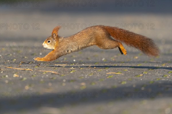 Eurasian red squirrel (Sciurus vulgaris) during foraging