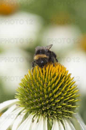 Buff-tailed bumblebee (Bombus terrestris) on a Coneflower (Echinacea)