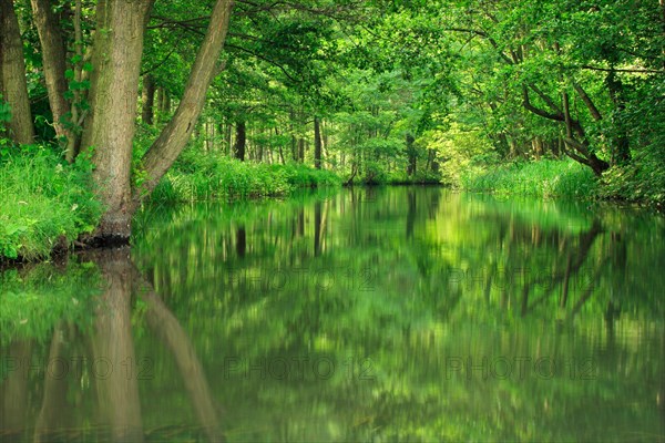 Canoeing through the Spreewald