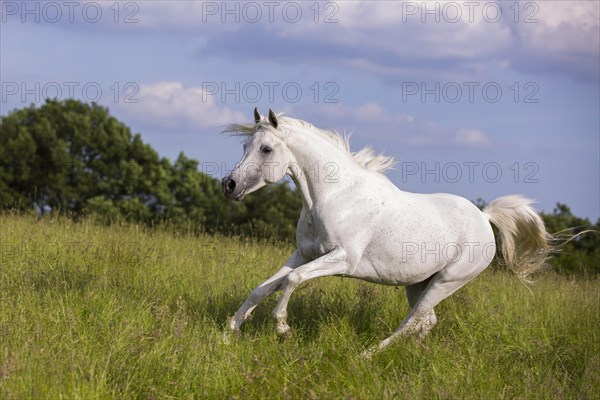 Thoroughbred Arabian grey stallion galloping through the high grass