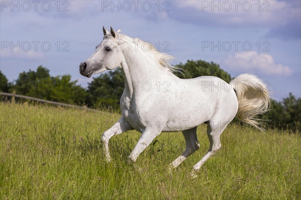 Thoroughbred Arabian grey stallion galloping through the high grass
