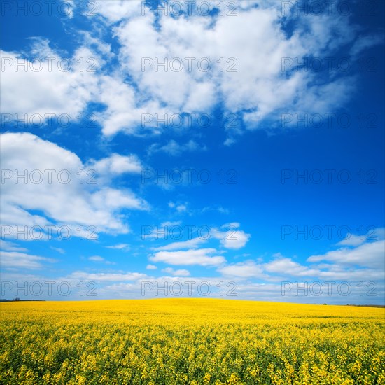 Blooming rape field under blue sky with white clouds