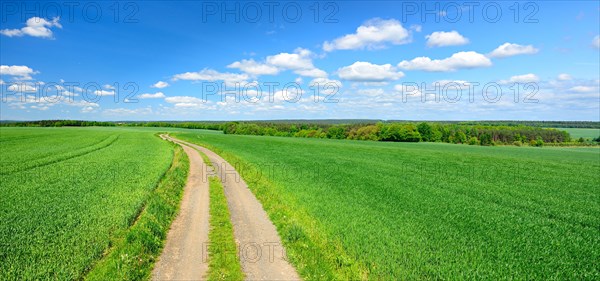 Country lane through cultural landscape in spring